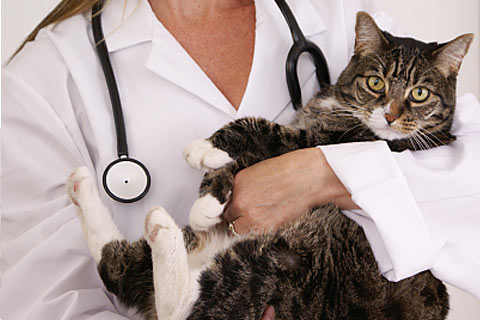  Taux de remboursement des frais de vétérinaire par l’assurance chat