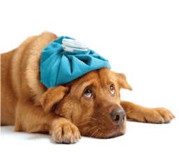  En quoi l’assurance pour chien est-elle bénéfique ?