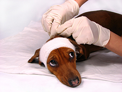  Prise en charge de la leishmaniose chez les chiens.