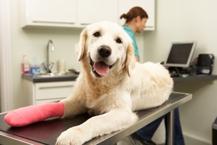  Comment bien choisir l’assurance de votre chien ?